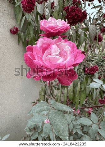 Hot pink roses picture with leaves
