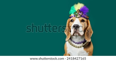 A beagle dog in costume for the Mardi Gras festival. The concept of humanizing pets. Banner, copy space.