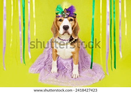 A beagle dog in costume for the Mardi Gras festival on a yellow isolated background . The concept of humanizing pets.
