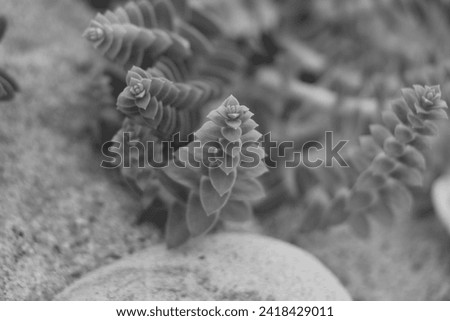 Black and White Photo of Succulents on the Beach