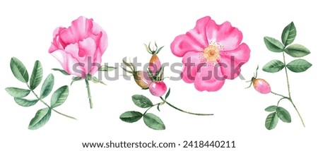Watercolor set of dog rose flowers, leaves and berries isolated on white background. Botanical hand drawn illustration.