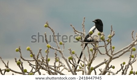 Magpie bird in a fig tree.Feeding habits of birds in winter. Birds feeding on wild figs in winter. 