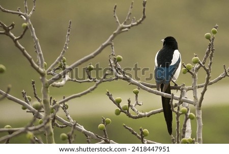 Magpie bird in a fig tree.Feeding habits of birds in winter. Birds feeding on wild figs in winter. 