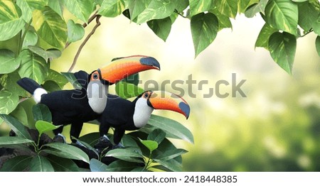 Horizontal banner with two beautiful colorful toucan birds (Ramphastidae) on a branch in a rainforest. Couple of toucan bird and leaves of tropical plants on sunny  background. Copy space for text