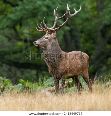 A portrait of a red deer stag (Cervus elaphus) seen at the edge of woodland during the annual rutting season Royalty-Free Stock Photo #2418449719