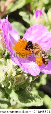 Bee in full action on a beautiful pink flower with a paper-like texture.