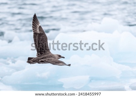Brown antarctic great skua flying with ice in the background in Antarctica