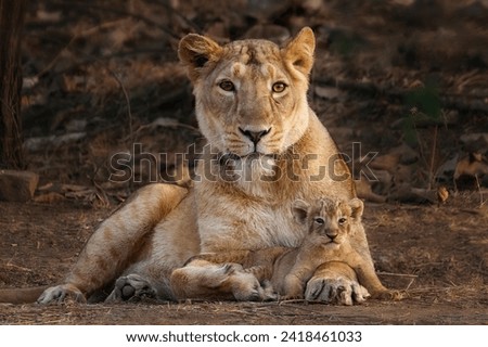 Lion Forest Jungle photos hd