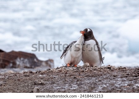 Gentoo penguin with cuddle chick baby with ice in background