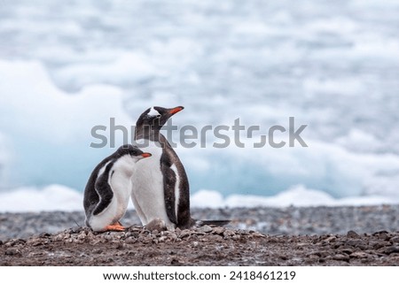 Gentoo penguin with chick baby looking into right direction with ice in background