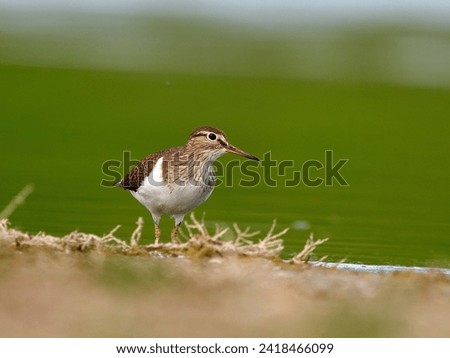 migrant common sandpiper (Actitis hypoleucos) searching for invertebrates in the muddy shore Royalty-Free Stock Photo #2418466099