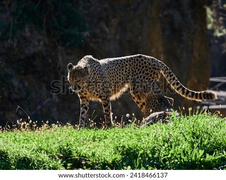 Cheetah (Acinonyx jubatus)  hunting leopard resting 
