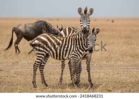 Young zebra with its mother on the African savannah