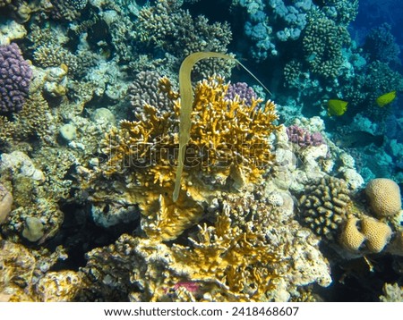 Beautiful corals in the Red Sea reef