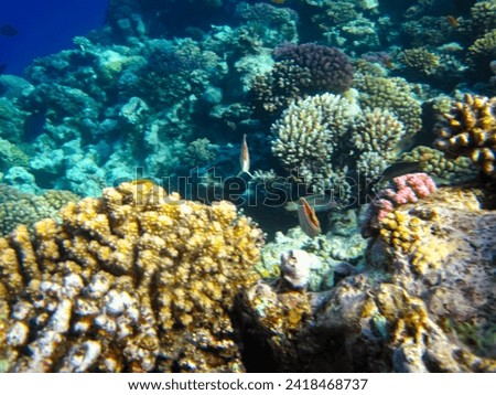 Beautiful corals in the Red Sea reef
