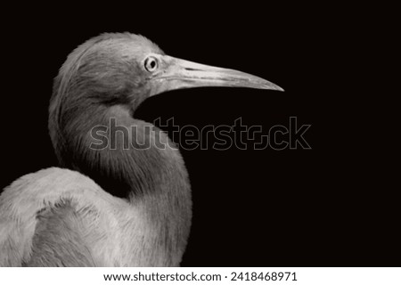 Beautiful Egret Heron Bird Closeup With Big Beak  Royalty-Free Stock Photo #2418468971