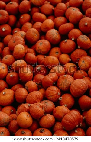 Pumpkin field, orange ripe pumpkins, different colors and textures, autumn mood, cozy vibe, Halloween mood 