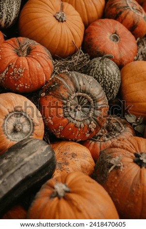 Pumpkin field, orange ripe pumpkins, different colors and textures, autumn mood, cozy vibe, Halloween mood 
