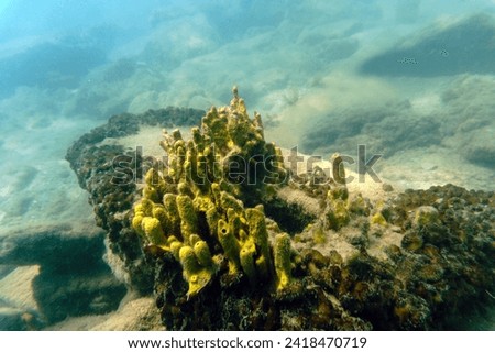 Porites is a genus of stony corals, they are small polyps of stony corals in the waters of the Aegean Sea. Animal world of our planet. Selective focus. Bodrum, Mugla province, Turkey, Europe. Royalty-Free Stock Photo #2418470719