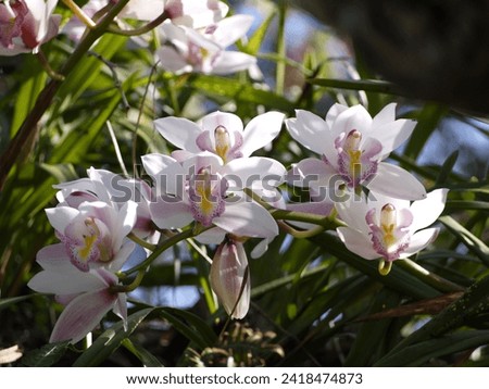 pink mixed white orchid flower