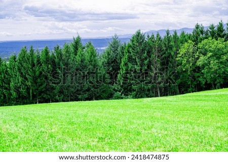 Beautiful pine summer forest with different trees. Pine forest beautiful background.