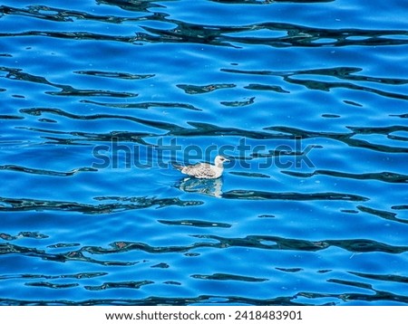 blue waters of the sea, seagulls floating on it