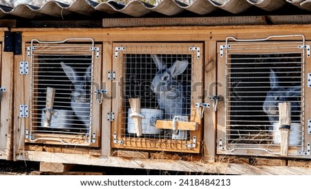 grey rabbits in a cage. High quality photo