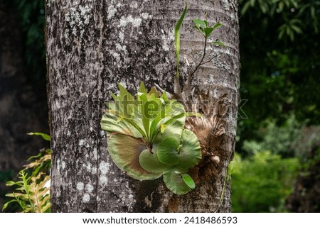 Symbiotic relationship between Epiphytic Orchids and trees, Mauritius Royalty-Free Stock Photo #2418486593