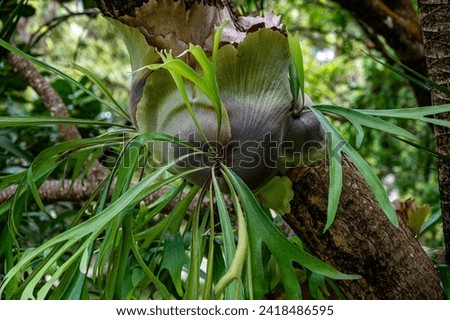 Symbiotic relationship between Epiphytic Orchids and trees, Mauritius Royalty-Free Stock Photo #2418486595