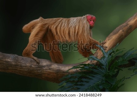 Red Uakari Monkey (Cacajao calvus rubicundus) Royalty-Free Stock Photo #2418488249