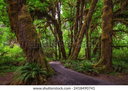 Moss-covered trees line a hiking trail in the Hoh Rain Forest, Olympic National Park, Washington state. Royalty-Free Stock Photo #2418490741