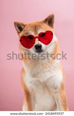 Shiba inu dog with heart shaped sunglasses in it's nose on pink background. Valentine's day greeting card concept.