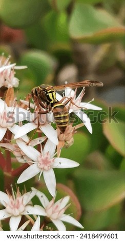 Wasp doing its job of taking the nectar of a pink flower, in the middle of nature.