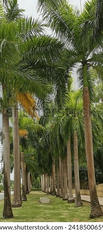 Green path surrounded by palm trees in the Costa de Este area, Panama.