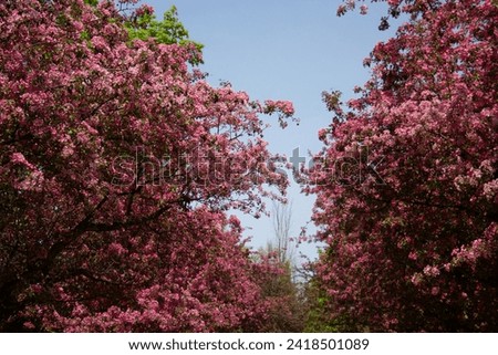 Blooming pink tree during springtime