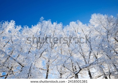  frost covered tree and blue sky