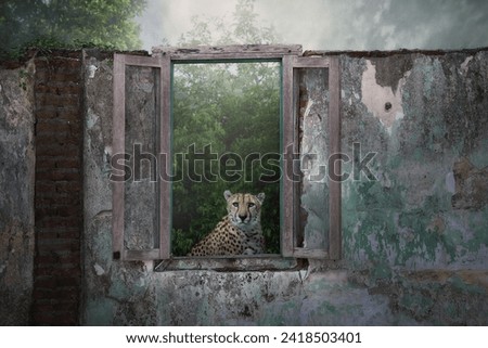 cheetah between old window and old wall