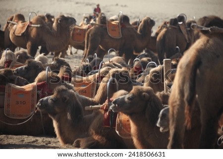 Camels in Gobi desert China