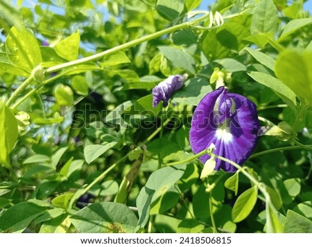 Purple butterfly pea flowers with green leaves in the morning are good for health