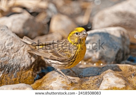 Small yellow coloured songbird. European Serin (Serinus serinus) drinking from the fountain. Royalty-Free Stock Photo #2418508083
