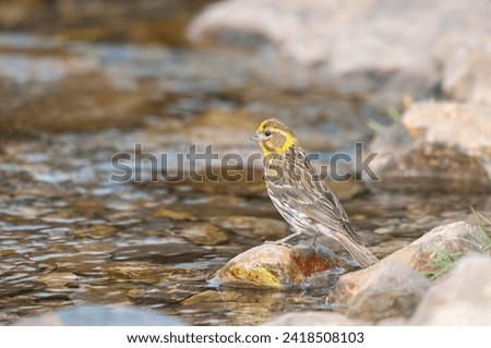 European Serin (Serinus serinus) drinking from the stream. Cute little songbird. Royalty-Free Stock Photo #2418508103