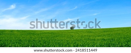 Lone Tree in the Middle of Green Wheat Field - 4K Ultra HD Image of Serene Countryside Royalty-Free Stock Photo #2418511449