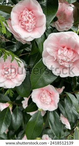 Beautiful pink camellia flower in the end of the winter Royalty-Free Stock Photo #2418512139