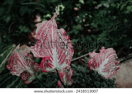 Close-up on caladium bicolor leaves