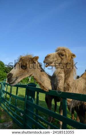 Couple of camels living in zoo park. Even-toed ungulates having shaggy heads and lovely smiling faces. Camel family portrait Side view). Total blue sky, green wooden fence, summer season.  Royalty-Free Stock Photo #2418513355