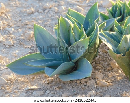 The desert plant stands resilient against the arid landscape, its succulent leaves and sturdy stems adapted to thrive in harsh conditions. With a remarkable ability to conserve water, the plant displa Royalty-Free Stock Photo #2418522445