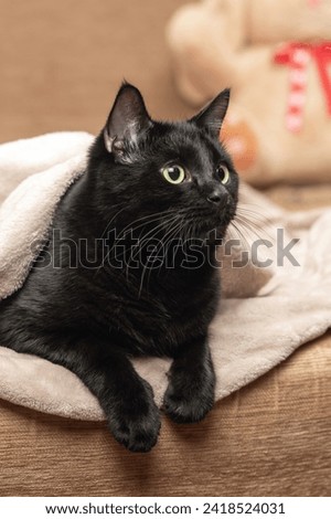 Portrait of a black cat peeking out from under a blanket during a cold snap. Royalty-Free Stock Photo #2418524031