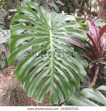 Beautiful plant with giant perforated leaves, called a stressed plant, they are found in shady forests, they retain moisture and produce a cool temperature, in Medellin they are found parallel to smal Royalty-Free Stock Photo #2418527121