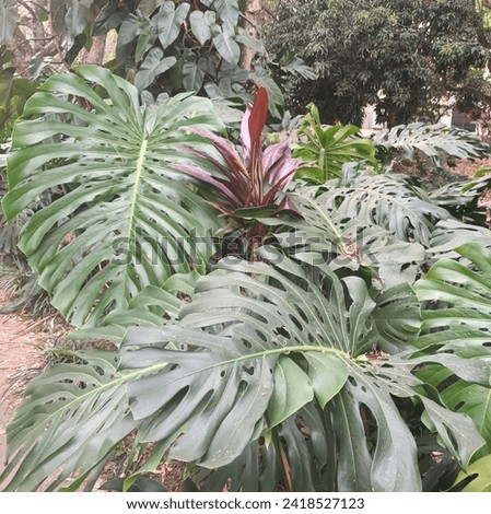 Beautiful plant with giant perforated leaves, called a stressed plant, they are found in shady forests, they retain moisture and produce a cool temperature, in Medellin they are found parallel to smal Royalty-Free Stock Photo #2418527123