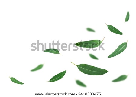 Eucalyptus leaves falling isolated on white background. Royalty-Free Stock Photo #2418533475